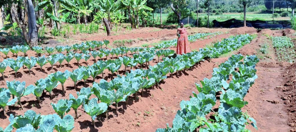 This is JERICHO VEGES KITCHEN GARDEN a project of WIFOMA CFA
