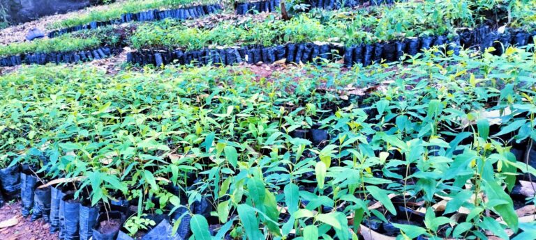 seedlings production wire forest restoration